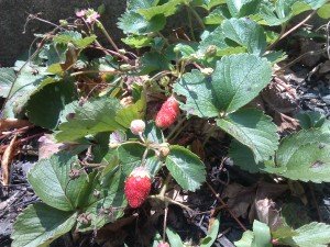 Two strawberries on the plant