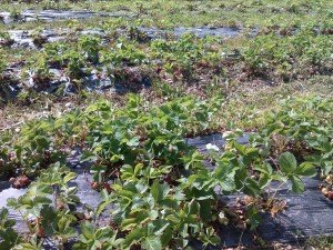 Strawberry Field