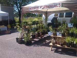 native plants for sale