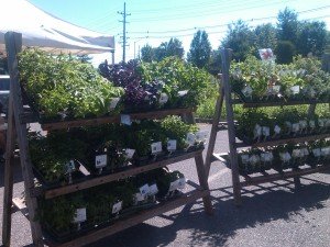 Healthy plants at farmer's market