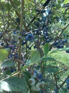 tons of blueberries on the vines