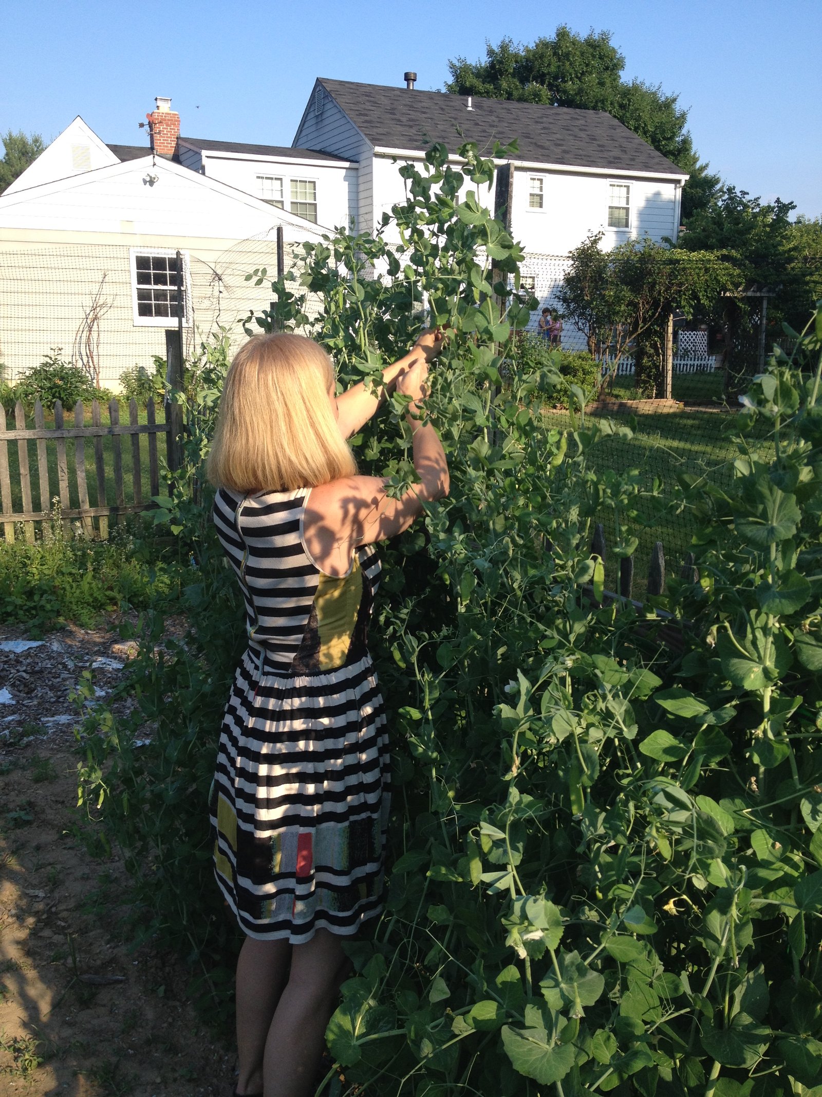 Picking snap peas