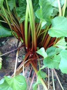 rhubarb plants