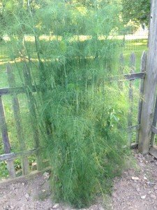 huge fennel plants