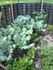 kale plants