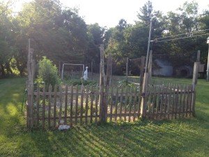 garden with fencing