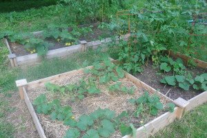 Vegies in raised beds