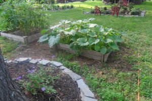 zucchini plants