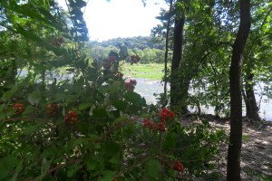 raspberries growing along the river