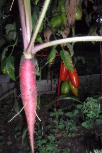 big, beautiful, purple carrot