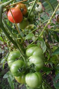 green and red tomatoes on the vine