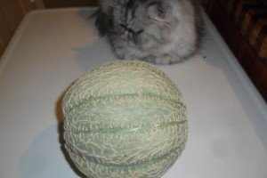 Nice muskmelon by a fuzzy cat