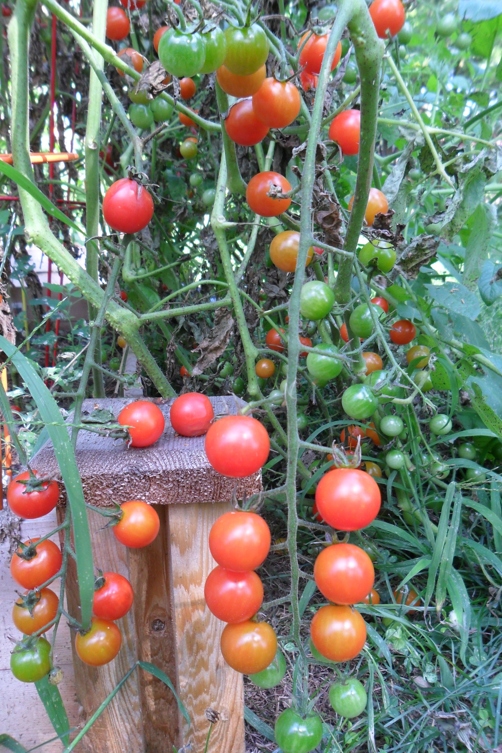 Different sizes and colors of cherry tomatoes on the plant