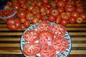 About 40 tomatoes or various types.