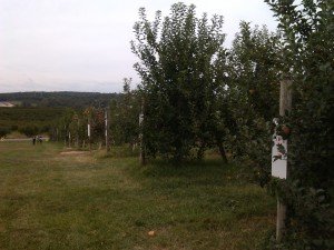 Rows of apple trees.