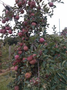 Apple tree covered with ripe, red apples