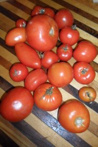 17 various size and type tomatoes to use for gazpacho