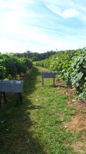 Rows of different varieties of grapes