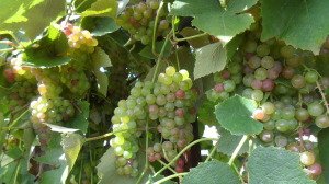 green grapes growing on the vine