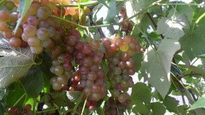 Close-up of red grapes on the vine