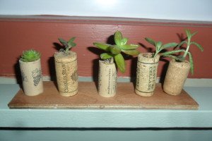 Five mini cacti in wine corks on a base.