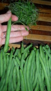 Cleaning the green beans.