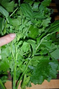 bunch of broccoli raab with one, tiny, broccoli-like bud