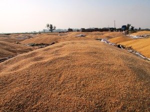 Mountains of feed corn as far as you can see