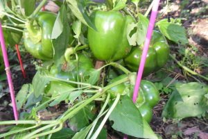 I saved the last five beautiful bell peppers before the plants froze this week.