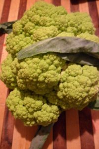 One of the many colorful varieties of cauliflower.