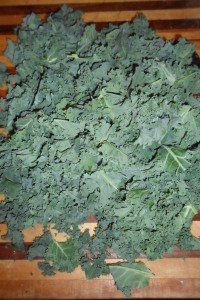 A huge pile of chopped kale, stems removed