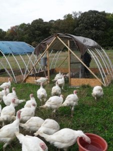 turkey walking into their moveable shelter