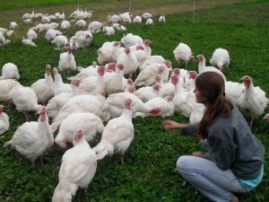 Farmer feeding turkeys from her hand