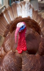 Beautiful turkey with wide open tail feathers.