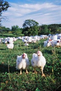 Two turkeys standing side by side in front of flock