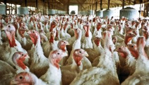 Dirty, beak-clipped turkeys crammed in a barn.