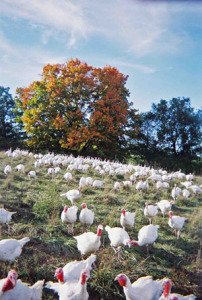 Turkeys on a hillside with an autumn tree in background