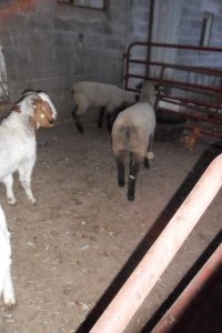 Goats and the dog by water trough next to a chicken.