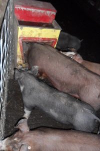 Group of pigs by water dispenser.