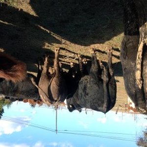 Huge cows eating hay.