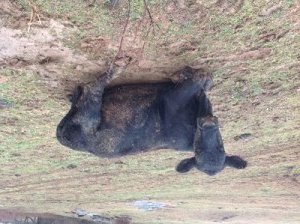 Cow that slipped in mud.