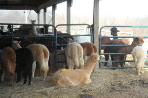 Bunch of fuzzy alpacas under the barn awning.