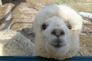 Cute alpaca staring right into the camera.