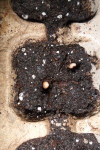 Bean seeds in seed holes.