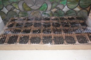 Plant pots covered with greenhouse lid.