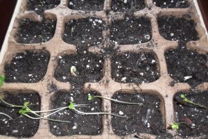 Broccoli is a few inches tall, beans are just coming out.