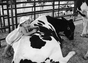 Two-yea-old girl brushing family's show cow.