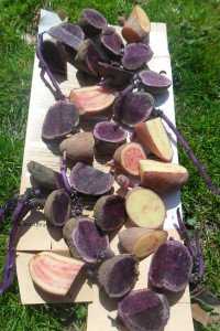 Purple and fingerling potato seeds cut in chunks.